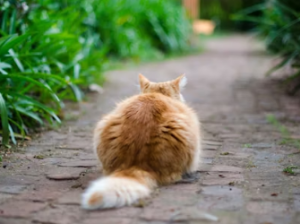 고양이 내쫓는 꿈 해몽