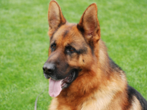 개를 때리는 꿈 해몽