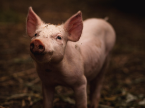 돼지가 집에 들어오는 꿈 해몽