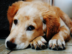 똥 참는 꿈 해몽