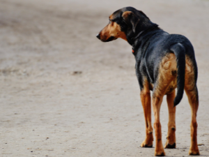 똥 흘리는 꿈 해몽