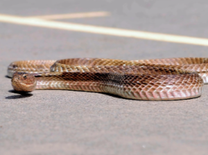 뱀이 따라오는 꿈 해몽