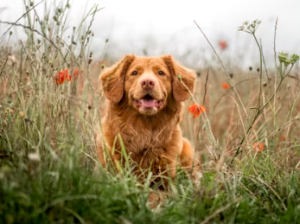 개가 무는 꿈, 죽는 꿈, 똥 싸는 꿈 등 해몽