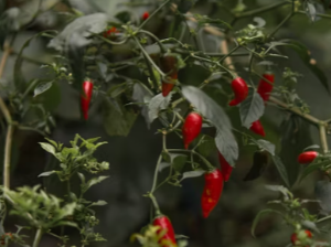 고추 따는 꿈 해몽