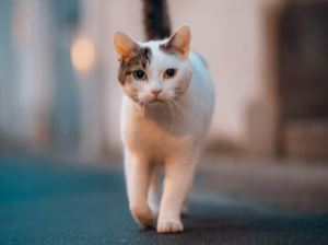 길 고양이 꿈 해몽