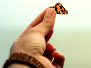 나비 잡는 꿈 해몽