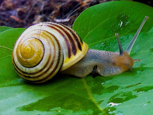 달팽이 꿈 해몽