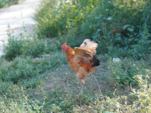 닭 잡는 꿈 해몽