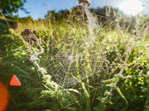 독거미 꿈 해몽