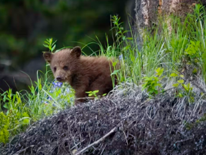 새끼 곰 꿈 해몽