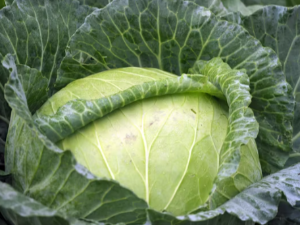 양배추 꿈 해몽