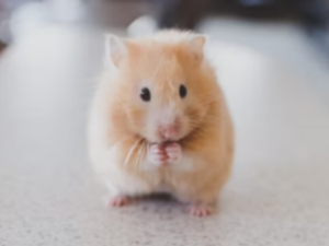 햄스터 키우는 꿈 해몽