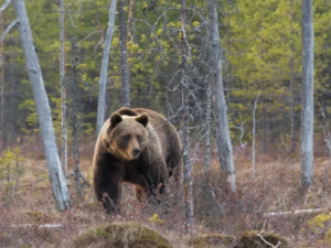 곰이 쫓아오는 꿈 해몽