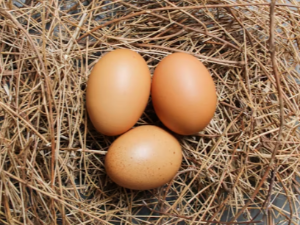 닭이 알 낳는 꿈 해몽