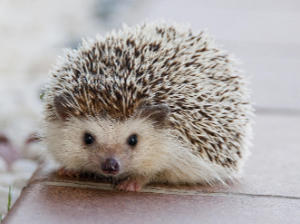 고슴도치 꿈 해몽