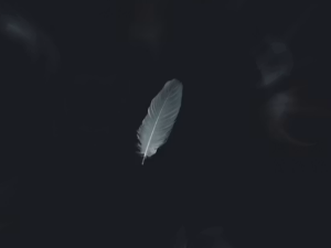 깃털 꿈 해몽
