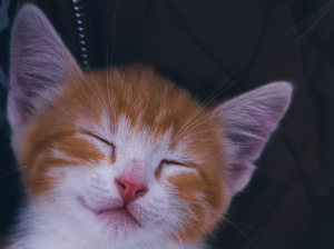 키우던 고양이 꿈 해몽