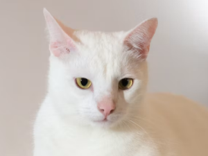 흰 고양이 꿈 해몽