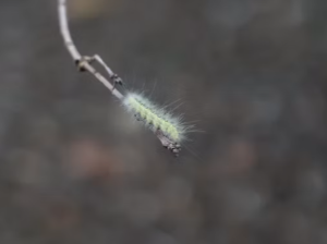 굼벵이 꿈 해몽