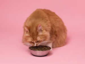 고양이 밥 주는 꿈 해몽