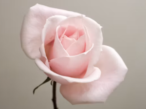 장미꽃 꿈 해몽