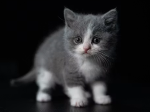 새끼 고양이 줍는 꿈 해몽