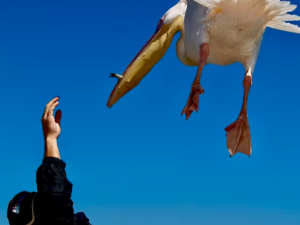 새 잡는 꿈 해몽