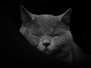 아픈 고양이 꿈 해몽