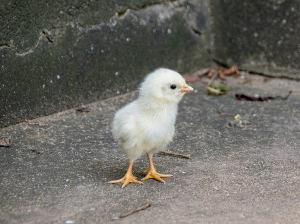 병아리 꿈 해몽