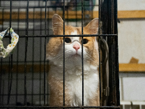 고양이 살리는 꿈 해몽
