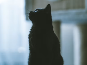 검은 고양이 꿈 해몽
