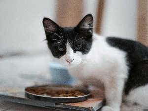 고양이 먹이 주는 꿈 해몽