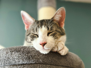 고양이 키우는 꿈 해몽